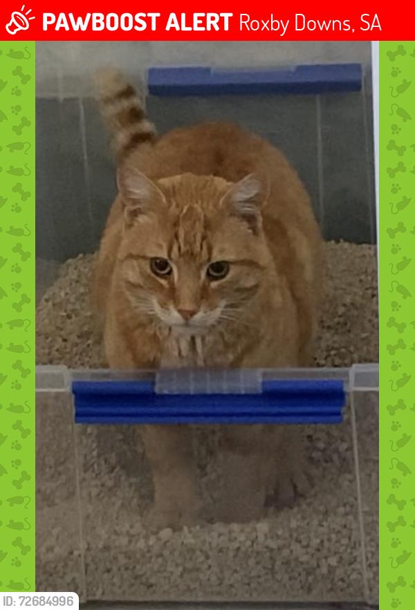 Lost Male Cat last seen Near agonis road, Roxby downs, South Australia, 5725, Roxby Downs, SA 5725