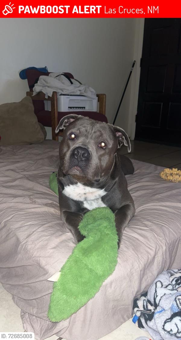 Lost Male Dog last seen Down town, Las Cruces, NM 88001