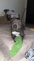 Lost Male Dog last seen Down town, Las Cruces, NM 88001