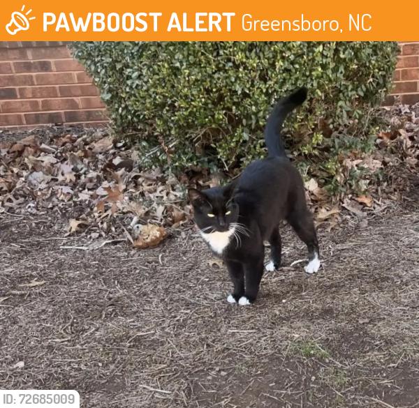 Found/Stray Male Cat last seen Near chestnut st, Greensboro, NC 27405