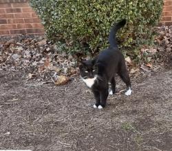 Found/Stray Male Cat last seen Near chestnut st, Greensboro, NC 27405