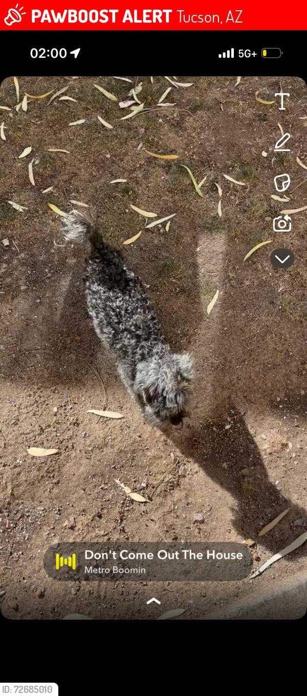 Lost Male Dog last seen Near S Columbus blvd , Tucson, AZ 85711