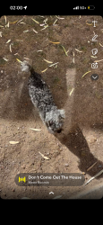 Lost Male Dog last seen Near S Columbus blvd , Tucson, AZ 85711