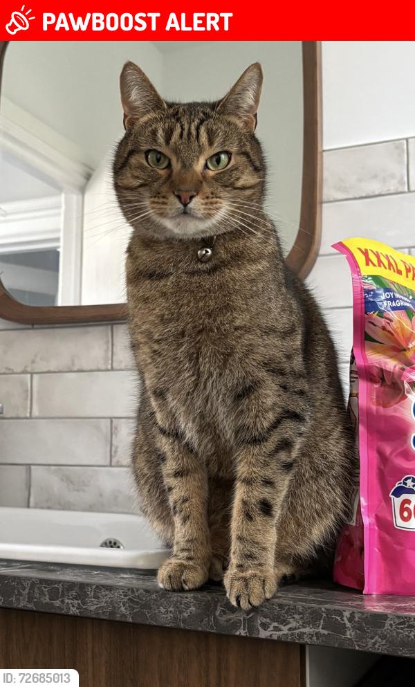 Lost Male Cat last seen Coed Y Lan Primary School, Rhondda Cynon Taff, Wales CF37 2DB