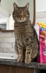 Lost Male Cat last seen Coed Y Lan Primary School, Rhondda Cynon Taff, Wales CF37 2DB