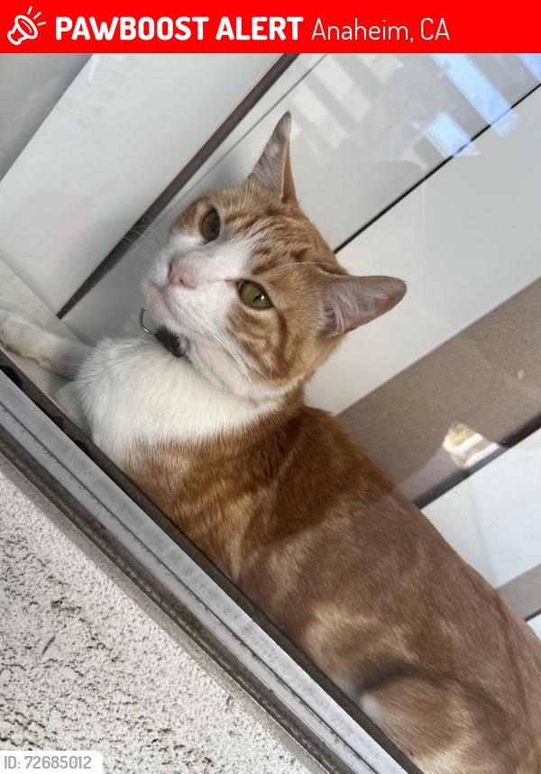 Lost Male Cat last seen Lincoln Ave/ Peregrine The Barkley apartments , Anaheim, CA 92806