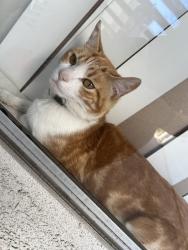 Lost Male Cat last seen Lincoln Ave/ Peregrine The Barkley apartments , Anaheim, CA 92806