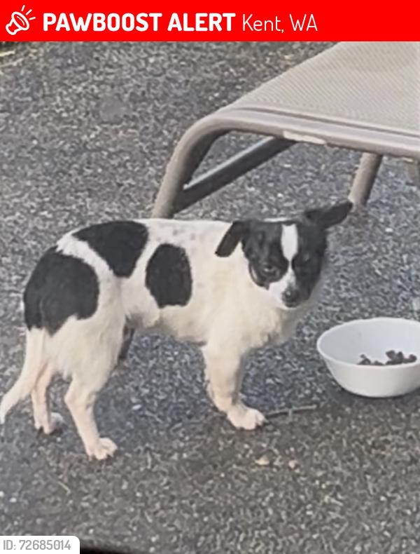 Lost Unknown Dog last seen 98th Ave S Kent, Kent, WA 98031