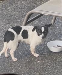 Lost Unknown Dog last seen 98th Ave S Kent, Kent, WA 98031