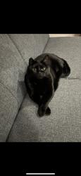 Found/Stray Female Cat last seen Near N Westfield St, Wichita, KS 67212