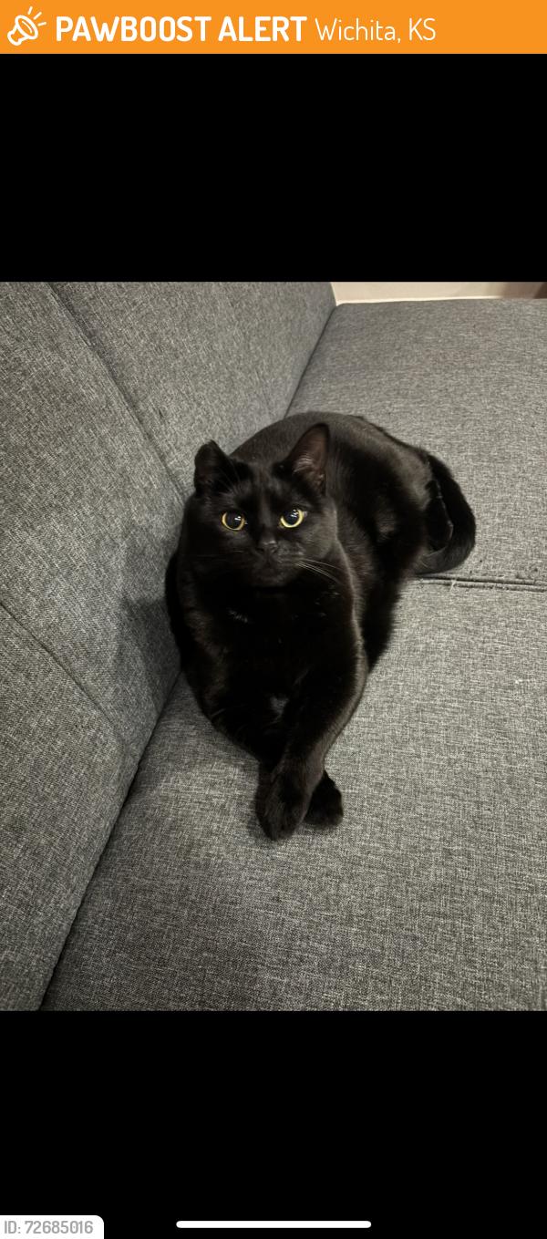Found/Stray Female Cat last seen Near N Westfield St, Wichita, KS 67212