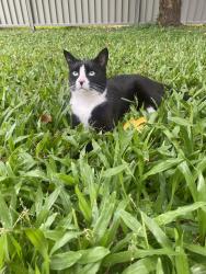 Lost Male Cat last seen Jagger street , McDowall, QLD 4053