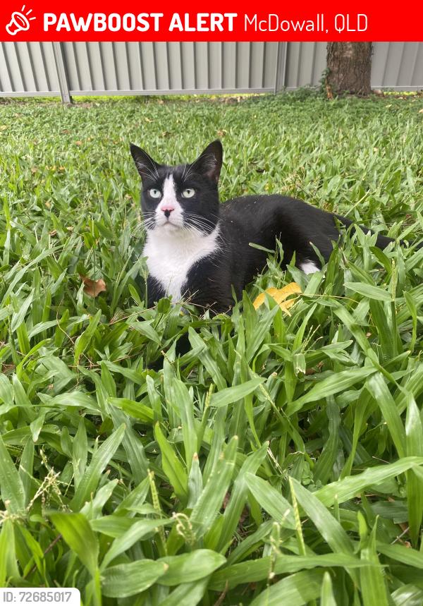 Lost Male Cat last seen Jagger street , McDowall, QLD 4053