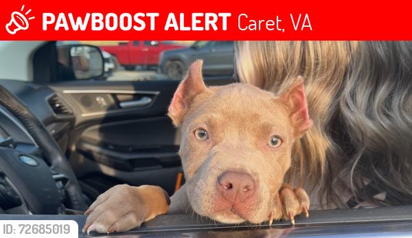 Lost Female Dog last seen Upper Es Church, Caret, VA 22436