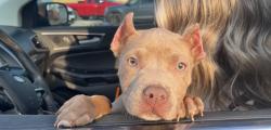 Lost Female Dog last seen Upper Es Church, Caret, VA 22436