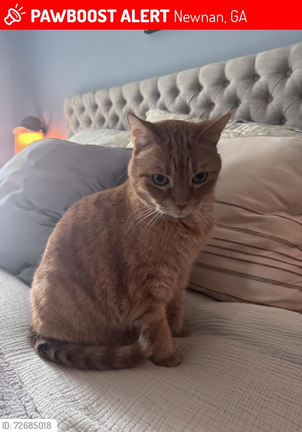 Lost Male Cat last seen Lakeshore Pkwy, Newnan Ga, 30263, Newnan, GA 30263