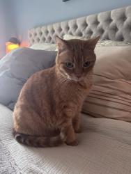 Lost Male Cat last seen Lakeshore Pkwy, Newnan Ga, 30263, Newnan, GA 30263