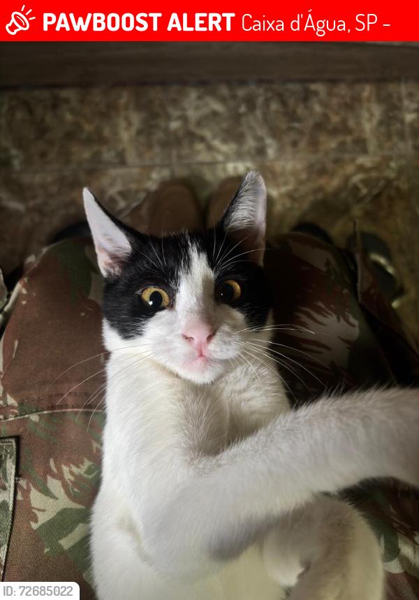 Lost Female Cat last seen Rua Ferdinando ronconi 80 , Caixa d'Água, SP 12091-250