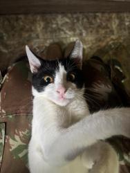 Lost Female Cat last seen Rua Ferdinando ronconi 80 , Caixa d'Água, SP 12091-250
