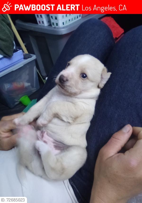 Lost Male Dog last seen Filmore street and Beachy, Los Angeles, CA 91331