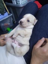 Lost Male Dog last seen Filmore street and Beachy, Los Angeles, CA 91331