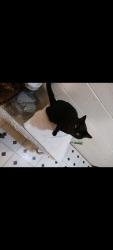 Lost Male Cat last seen Midway dr  budsink rd, Davidson County, NC 27295