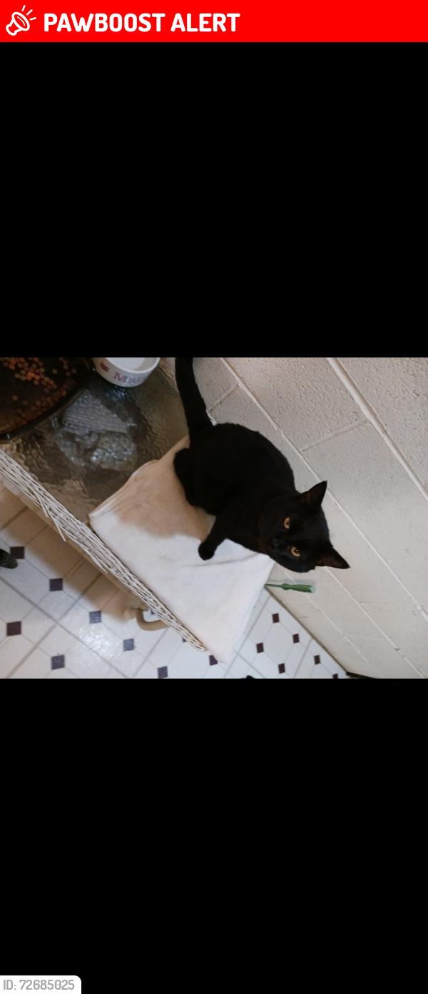 Lost Male Cat last seen Midway dr  budsink rd, Davidson County, NC 27295