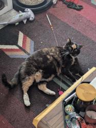Lost Female Cat last seen Near Pleasant view drive, WinstonSalem, 27105, NC, Winston-Salem, NC 27105