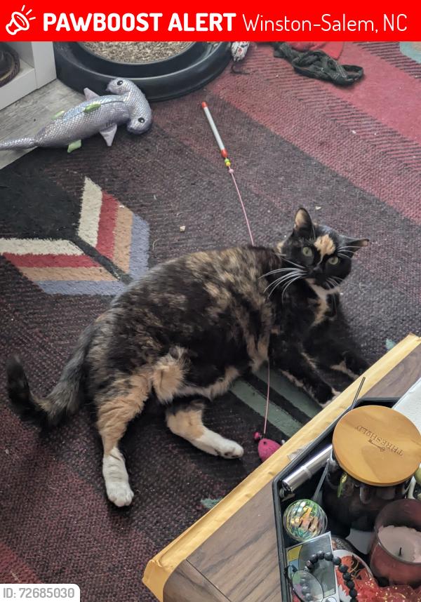 Lost Female Cat last seen Near Pleasant view drive, WinstonSalem, 27105, NC, Winston-Salem, NC 27105