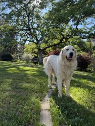Lost Male Dog last seen Mccourtney and lime kiln rd , Grass Valley, CA 95949