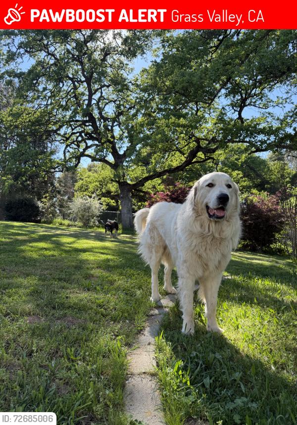 Lost Male Dog last seen Mccourtney and lime kiln rd , Grass Valley, CA 95949