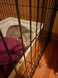 Found/Stray Male Cat last seen central ave ne, Columbia Heights, MN 55421