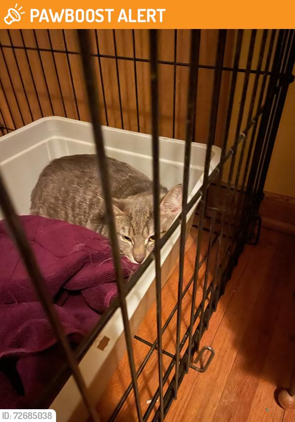 Found/Stray Male Cat last seen central ave ne, Columbia Heights, MN 55421