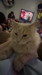 Lost Male Cat last seen 17th Ave and Northern , Phoenix, AZ 85015