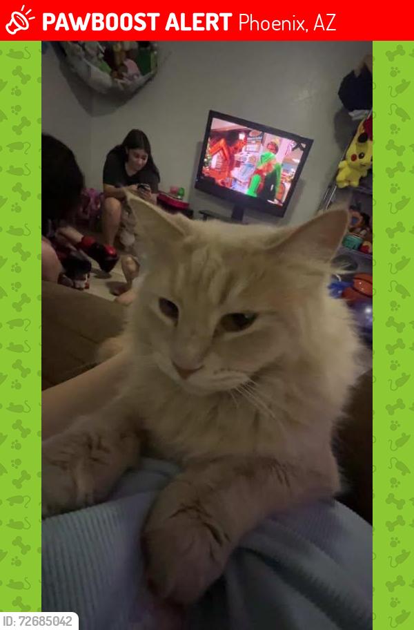 Lost Male Cat last seen 17th Ave and Northern , Phoenix, AZ 85015
