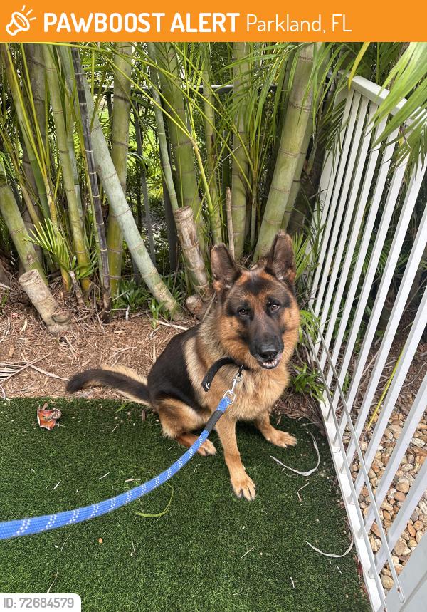 Found/Stray Male Dog last seen Parkland fl, Parkland, FL 33067