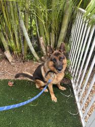 Found/Stray Male Dog last seen Parkland fl, Parkland, FL 33067