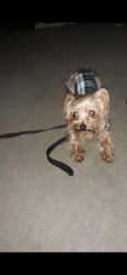 Lost Male Dog last seen John Calvin Ave, College Park, GA 30337