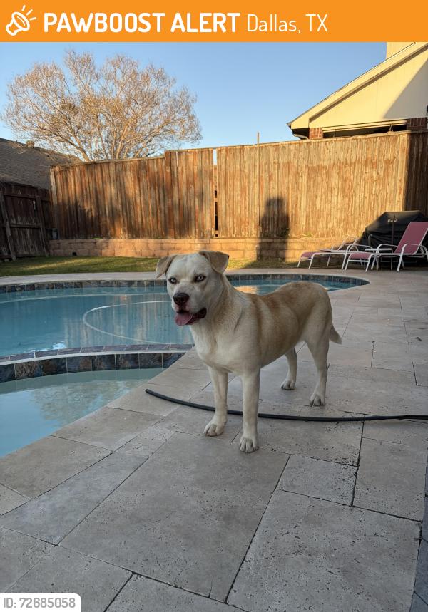 Found/Stray Male Dog last seen Sheffield Elementary , Dallas, TX 75287