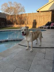 Found/Stray Male Dog last seen Sheffield Elementary , Dallas, TX 75287