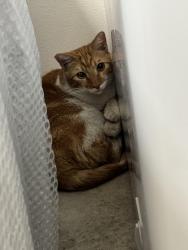 Found/Stray Unknown Cat last seen Sunset blvd & Beaudry avenue , Los Angeles, CA 90012