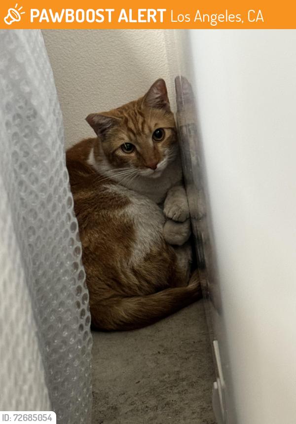 Found/Stray Unknown Cat last seen Sunset blvd & Beaudry avenue , Los Angeles, CA 90012