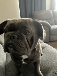 Lost Male Dog last seen Mesa dr , Mesa, AZ 85204