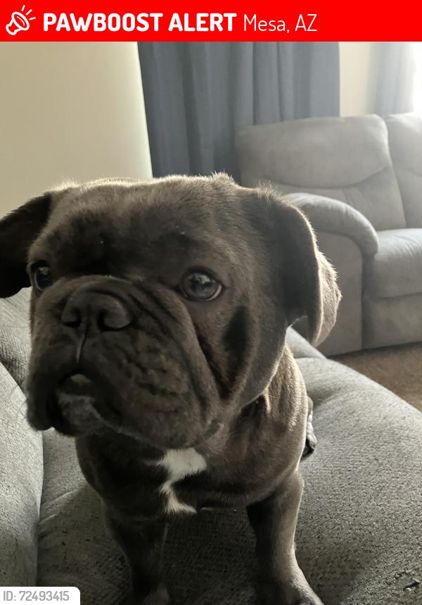 Lost Male Dog last seen Mesa dr , Mesa, AZ 85204