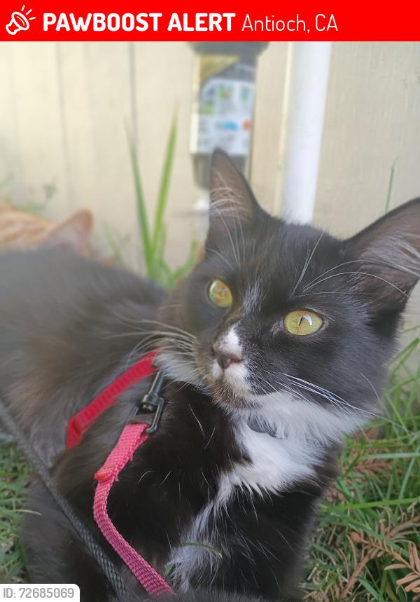 Lost Female Cat last seen Antioch fairgrounds , Antioch, CA 94509