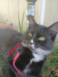 Lost Female Cat last seen Antioch fairgrounds , Antioch, CA 94509
