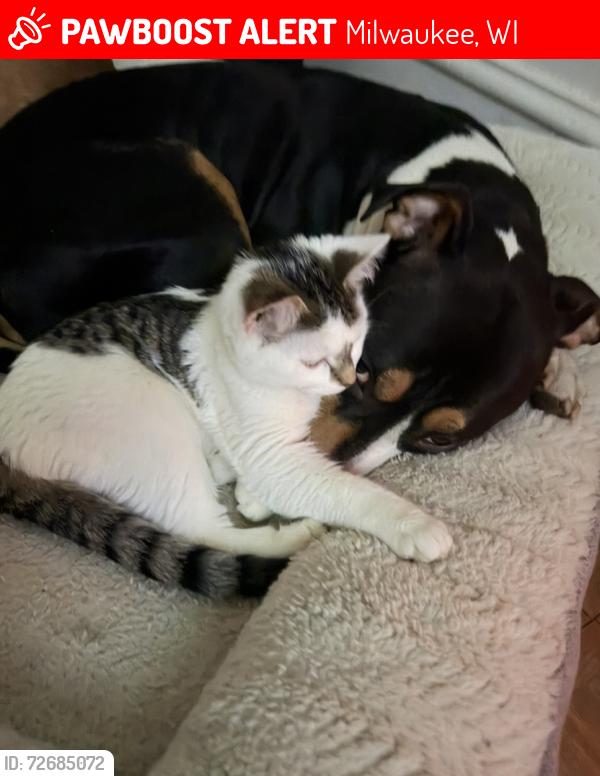 Lost Male Dog last seen Vilet Milwaukee, Milwaukee, WI 53208