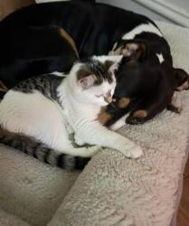 Lost Male Dog last seen Vilet Milwaukee, Milwaukee, WI 53208