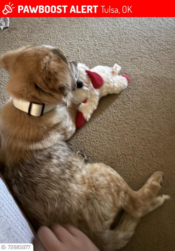Lost Female Dog last seen s 49th west ave & w 79th st, Tulsa, OK 74131