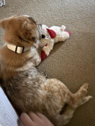 Lost Female Dog last seen s 49th west ave & w 79th st, Tulsa, OK 74131